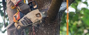 Best Commercial Tree Services  in Chevy Chase Heights, PA