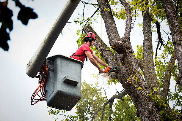 How Our Tree Care Process Works  in  Chevy Chase Heights, PA